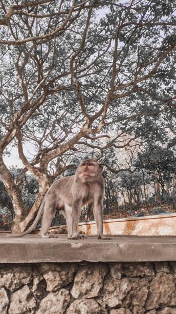istock Monkey at uluwatu bali temple 1307696869