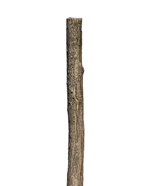дерево ствол изолированы на белом фоне - wooden stake стоковые фото и изображения