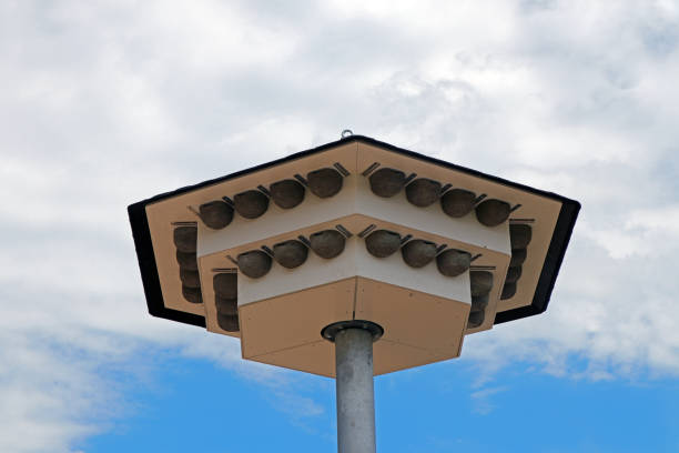 Birdhouse with nesting places for swallows