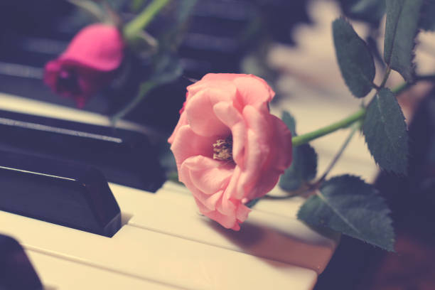 istock Pink Rose on Piano keys so close 1307699443