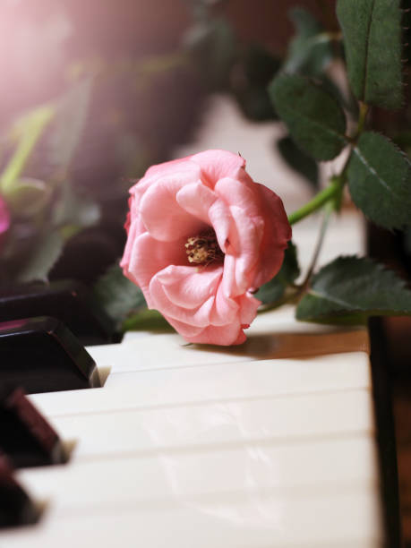 istock Pink Rose on Piano keys so close 1307699554