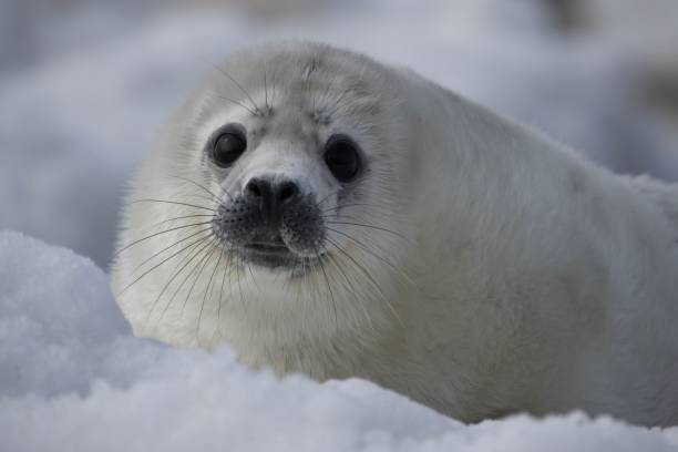 istock the sea calf 1307700720