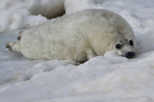 istock The sea calf 1307700786