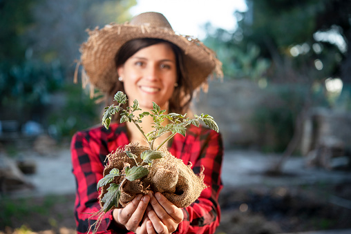 young peasant woman shows a small tomato plant. horticulture concept in spring