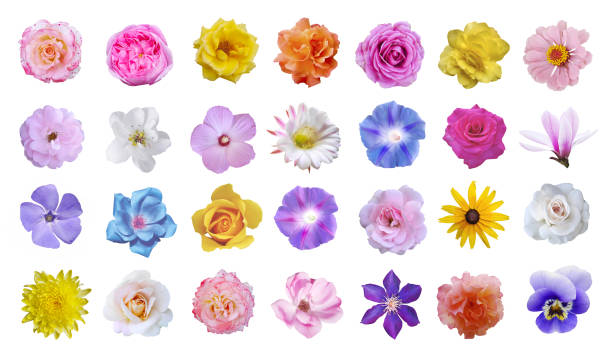 macro foto del conjunto de flores: rosa, flor de cactus, ipomoea, magnolia, pansy, hibisco sobre fondo blanco. - flower arrangement fotos fotografías e imágenes de stock