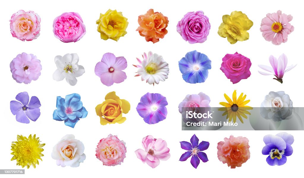 Macro photo of flowers set: rose, cactus flower, ipomoea, magnolia, pansy, hibiscus on white background. Flower Stock Photo