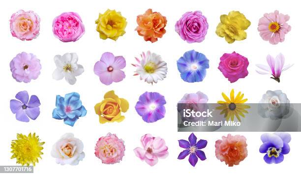 Macro Photo Of Flowers Set Rose Cactus Flower Ipomoea Magnolia Pansy Hibiscus On White Background Stock Photo - Download Image Now