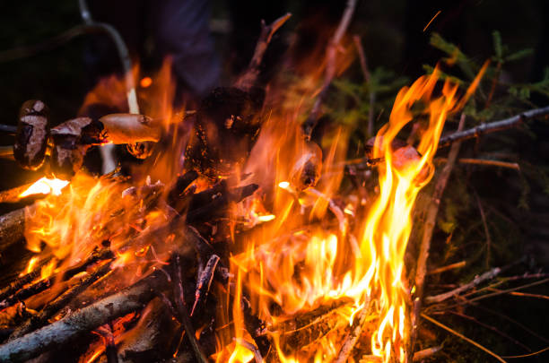 Sausages baked on a campfire in the forest. Making sausages over open campfire. Grilling food over flames.