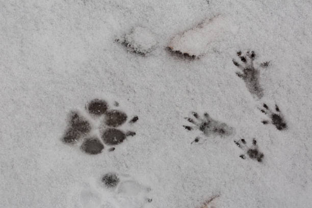 huellas de una pata de perro y las cuatro patas de una ardilla en la nieve - paw print fotos fotografías e imágenes de stock