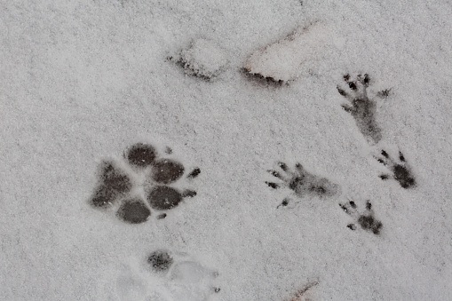Footprints of a dog paw and the four paws of a squirrel in the snow. Symbol for big and small, being different and unexpected encounters.