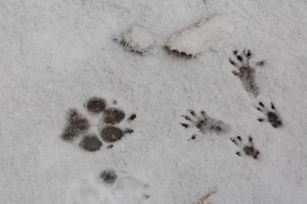 Photo of Footprints of a dog paw and the four paws of a squirrel in the snow