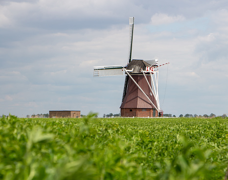 Landscape with old Dutch wind mill De Dellen in Nieuw-Scheemda, Groningen, the Netherlands. Shiny in the sun, soft blue sky and a fresh green field of Lucerne (Medicago sativa), also called Alfalfa.