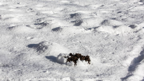 An abstract close-up shot demonstrates the texture of loose snow with uneven, rolling shapes, where sharp blue shadows and small dark patches emphasize the contrast.
