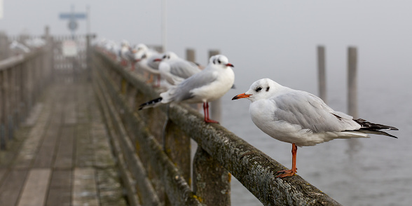 A group of seagulls (black-headed gulls, Chroicocephalus ridibundus) on the handrail of a wooden jetty. Lined up in a row.