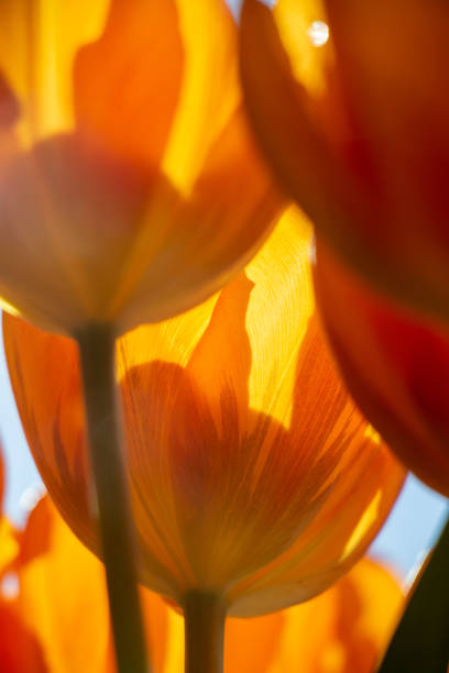 istock Sunny orange tulips from Holland, blue sky 1307705030