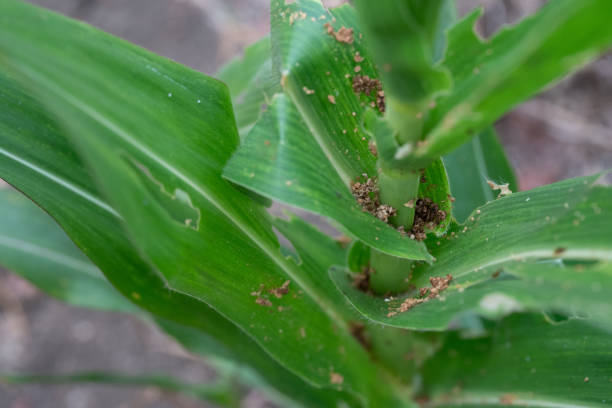 istock Corn leaf damaged by fall armyworm Spodoptera frugiperda.Corn leaves attacked by worms in maize field. 1307705138