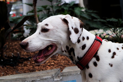 Portrait of a young female Dalmatian dog with a red collar looking left