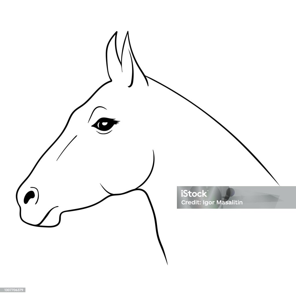Vetores de Desenho De Cabeça De Cavalo e mais imagens de 2015 - 2015,  Animal, Animal de estimação - iStock
