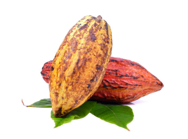 istock Cacao fruits with leaf isolated against white background 1307706802