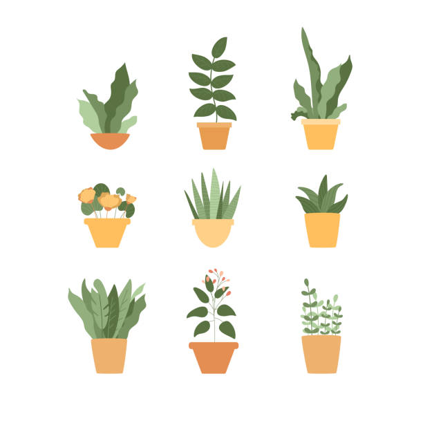 ilustrações, clipart, desenhos animados e ícones de flores em vasos isoladas no fundo branco. - fern leaf isolated flat