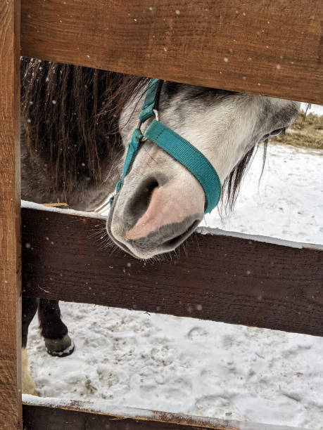 istock a horse in an open paddock on a winter day 1307708235