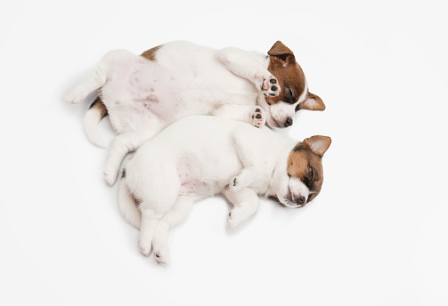 High angle view of two sleeping little puppies of Jack Russell terrier dog isolated on white background. Concept of pets love, animal life, care. Looks sweet, funny, delighted. Copyspace for ad.