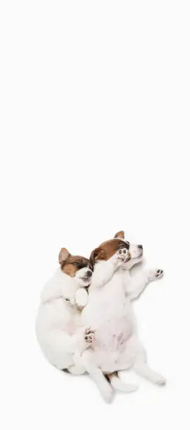 Photo of Top view of sleeping little puppies of Jack Russell dog isolated on background.