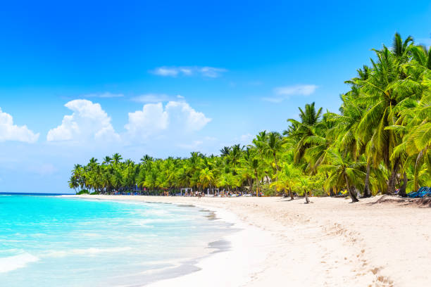 istock Coconut Palm trees on white sandy beach in Punta Cana, Dominican Republic. 1307710964