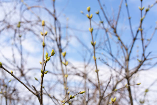Growing buds on the branches of a lilac bush against a blue spring sky. Selective focus, close up