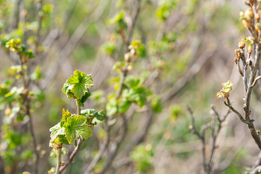 Young green leaves of currant grow on branches in the garden in early spring. Close up, selective focus, shallow depth of field