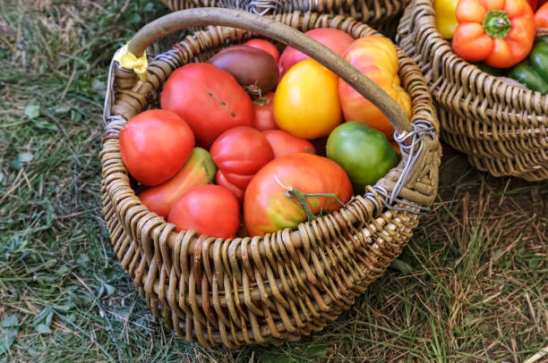 istock Wattled basket filled with red ripe tomatoes 1307712220
