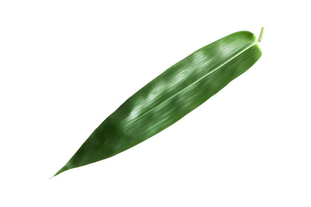 istock Green bamboo leaves isolated on white background,clipping path 1307712466
