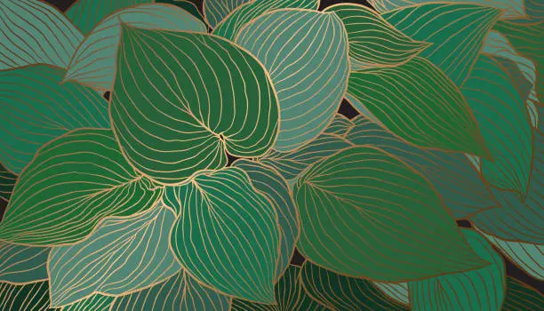 Vector illustration of Hand-drawn emerald green Hosta leaves with copper metallic outline background vector