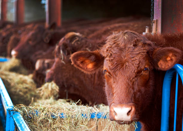 North Devon Ruby Red beef cattle feeding in a row, Spetisbury, Dorset, England, UK North Devon Ruby Red beef cattle with winter coats of fluffy hair, feeding indoors together in a line from hay spread in a trough , Spetisbury, Dorset, England, UK cattle pen stock pictures, royalty-free photos & images