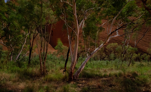 Northern Territory, Australia - March 31, 2016: Pre-dawn light gently illuminates a small group of eucalyptus trees growing at the base of Uluru.