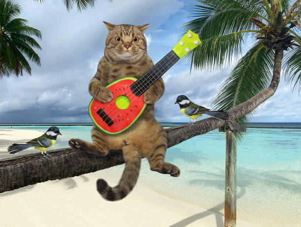 chat gris avec la guitare sur le palmier 2 - coral break photos et images de collection