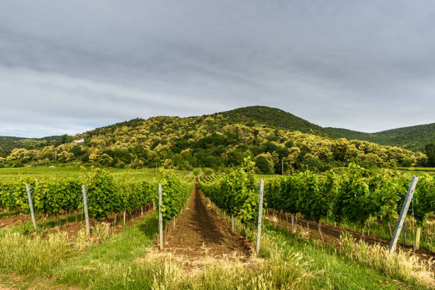 istock Vineyards, German Wine Route, Rhineland-Palatinate, Germany 1307717197
