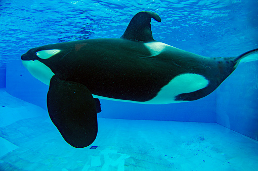 Orca orca en acuario photo