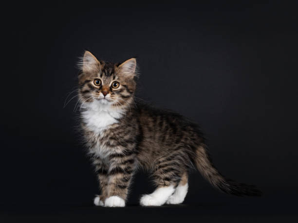 istock Siberian kitten on black background 1307718275