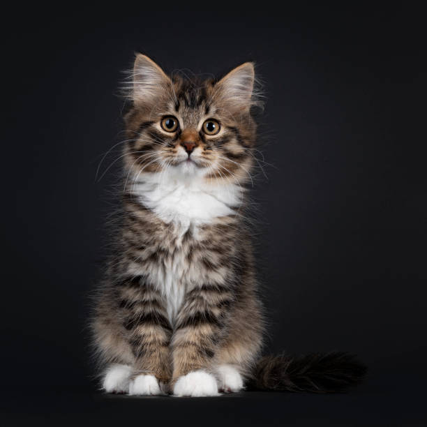 istock Siberian kitten on black background 1307718293