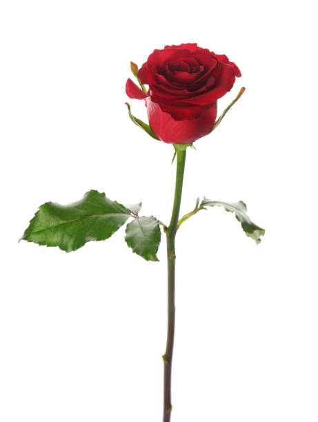 istock Beautiful red rose on white background. St. Valentine's day celebration 1307718317