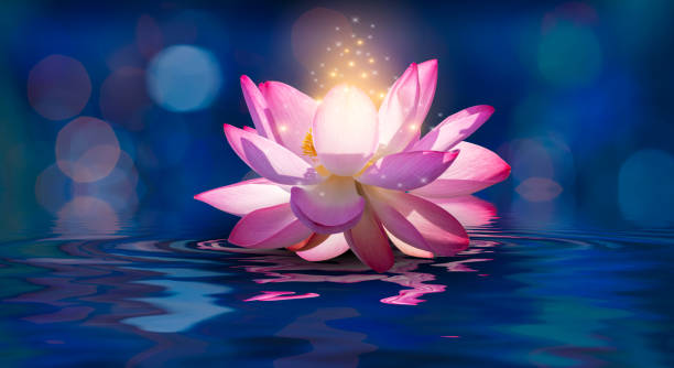 istock lotus Pink light purple floating light sparkle purple background 1307718536