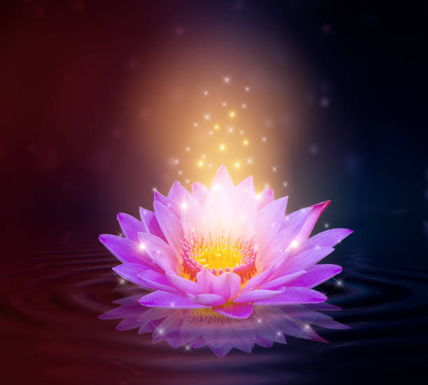 istock lotus Pink light purple floating light sparkle purple background 1307718539