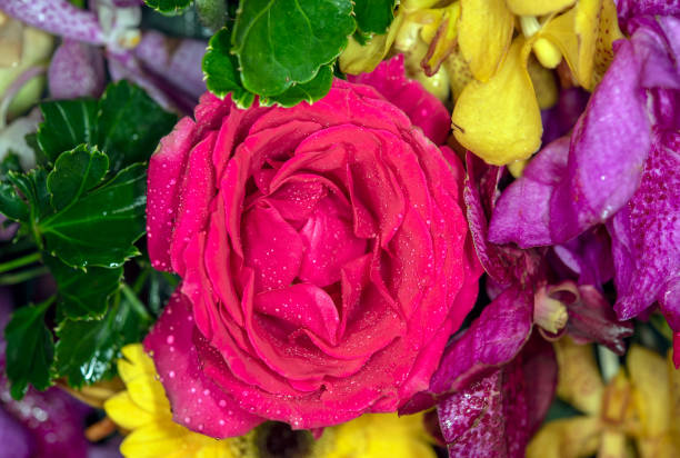 istock rose flower in roses garden 1307719072