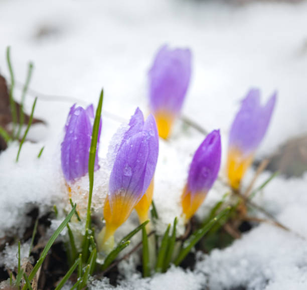 istock Crocus in the snow covered garden, snowdrop flower 1307719096