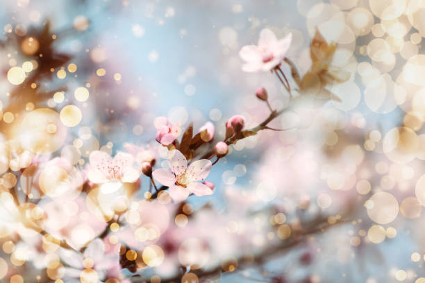 istock Closeup view of blossoming tree outdoors on spring day 1307720419