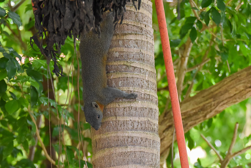 squirrel catch on palm tree to eat bananas