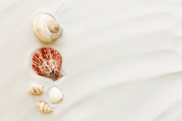 istock Travel, vacation concept. Sea shells on sand and blue background. Travelling 1307720513