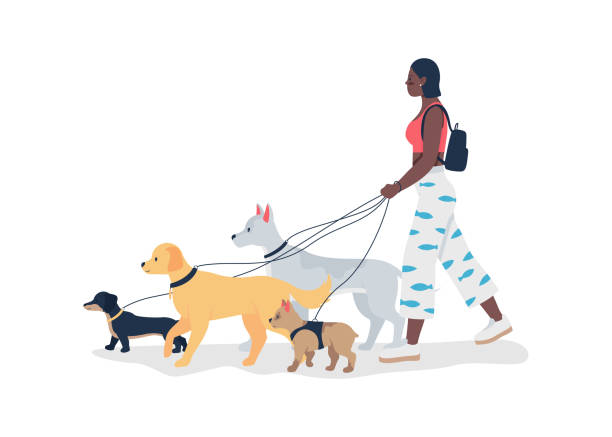 illustrazioni stock, clip art, cartoni animati e icone di tendenza di afroamericana ragazza che cammina cani al guinzaglio colore piatto vettore carattere dettagliato - guinzaglio