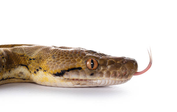 reticulated python on white - reticulated imagens e fotografias de stock